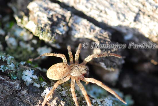 Lycosidae